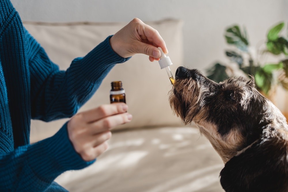 Franchises : le marché du CBD en pleine explosion